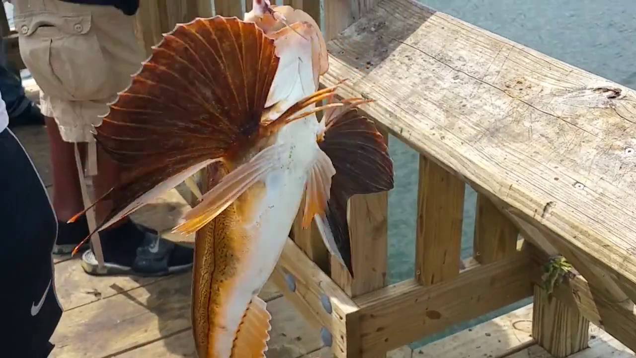 Rhode Island Fishing for Sea and Flounders YouTube