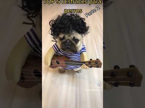 Disfraces TOP para perros | Parte 2 hqdefault