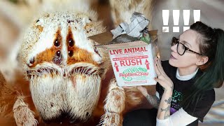 UNBOXING *LOOK AT THAT FACE* BIG Cute African Velvet Spiders & NEW Jumpers!  Stegodyphus, Phiddipus by tarantula kat 33,253 views 2 weeks ago 11 minutes, 31 seconds