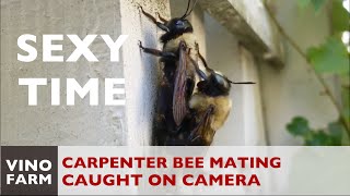 Carpenter Bees Mating