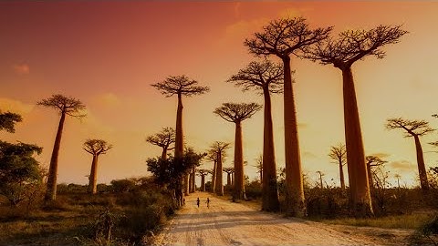 “Exploring the Untouched Beauty of Madagascar: Hidden Gems & Adventures Await!”