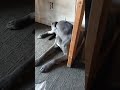 the cutest doggie eating video I have ever seen