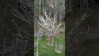 Abricotier de Mandchourie, spectaculaire floraison printanière !#faitmaisonparclaudiab #laurentides