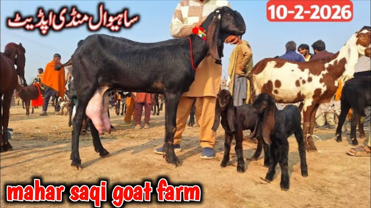 Bakra Mandi 🐐 Sahiwal ki update beetle baccho wali bakrid | mahar saqi goat farm 