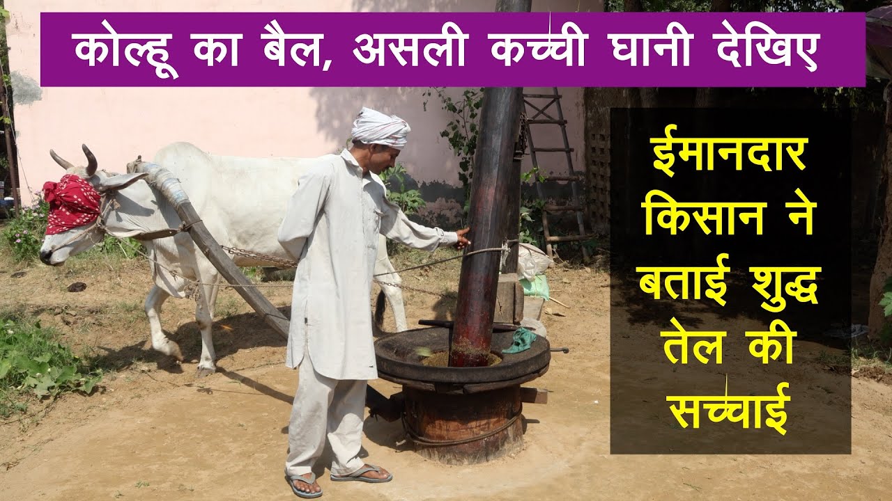 ये है सबसे शुद्ध तेल, देखिए बैल‌ कोल्हू से कैसे तैयार होता है | Bail Kolhu Kachi Ghani Mustard Oil |
