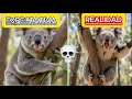 ANIMALES TIERNOS pero muy PELIGROSOS 🐨🐸⚔️