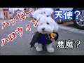 【ハロウィン】愛犬ラクは、天使か？悪魔か？【仮装】