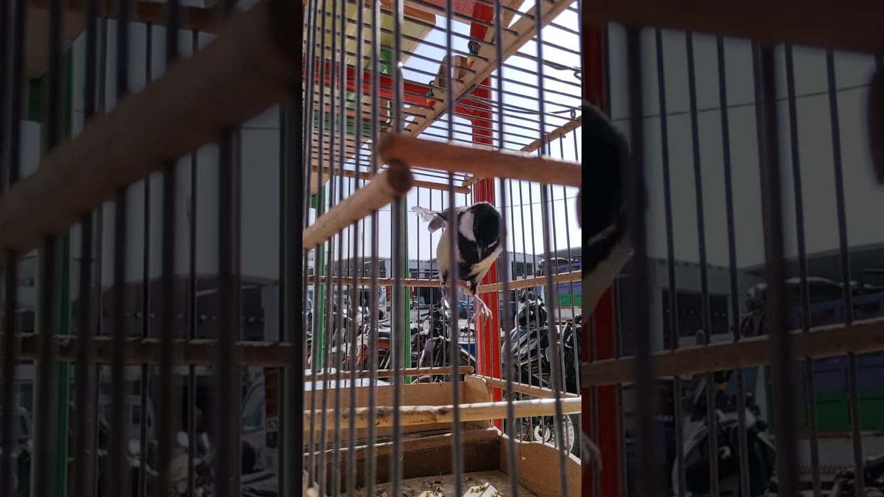 توليعة حدادية اللهم بارك لنا فيما رزقتنا من سوق القريعة تحياتي الجميع