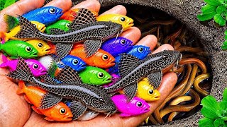 Catch beautiful aquarium fish in small pond: baby turtles, eels, nemo fish, cute fish, tadpoles