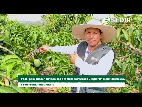 #Sedir l ¿CÓMO PODAR LA PLANTA DE MANGO ANTES DE LA COSECHA Y TENER UNA BUENA CHAPA?