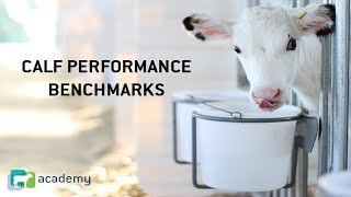 Dairy Calf Performance Benchmarks