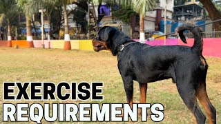 How Much Exercise Does a Rottweiler Need?
