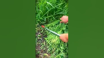 A simple smart sickle tool that functions as a fresh grass trimmer for livestock #shorts