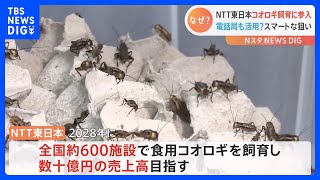 「サクサクしててエビせんみたい」NTT東日本が“食用コオロギ”飼育を初公開　“昆虫食事業”参入で数十億円の売り上げ目指し｜TBS NEWS DIG