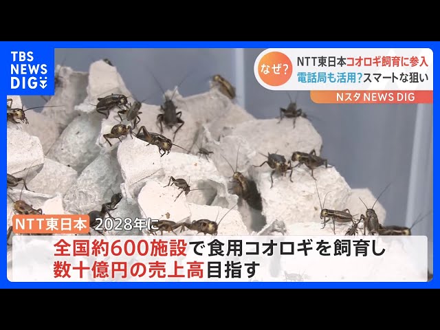 サクサクしててエビせんみたい」NTT東日本が“食用コオロギ”飼育を初
