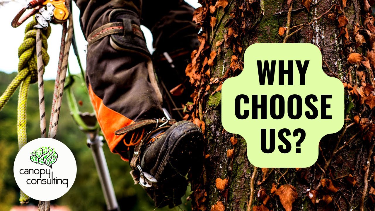 CANOPY CONSULTING: Why choose us as your trusted arborist?