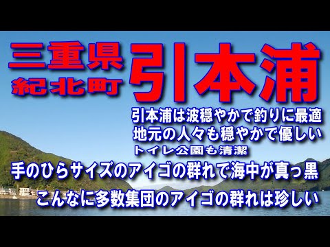#113三重県引本浦引本浦は波穏やかで釣りに最適地元の人々も穏やかで優しいトイレ公園も清潔手のひらサイズのアイゴの群れで海中が真っ黒こんなに多数集団のアイゴの群れは珍しい車横付け釣り出来ますファミリー