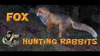Fox hunting rabbit cought on my trailcam