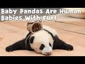 Baby Pandas Are Human Babies With Fur！ | iPanda