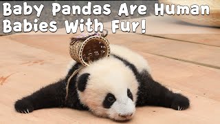 Baby Pandas Are Human Babies With Fur！ | iPanda