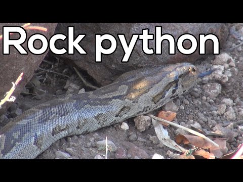 Video: Aafrika Kivipüüton - Pythoni Sebae Roomajate Hüpoallergeenne, Tervise- Ja Elutõug