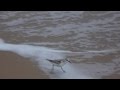 Sandpiper Bird Running from Waves