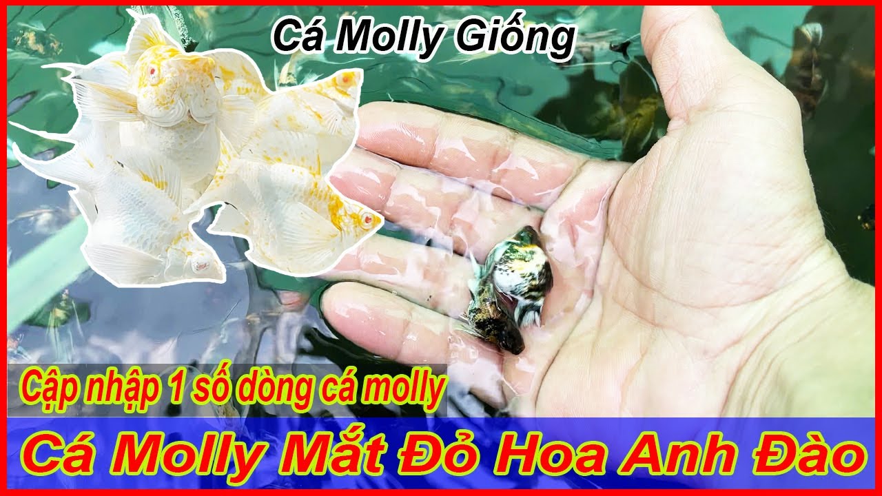 Dòng cá molly mắt đỏ tuyển giống, cập nhập các dòng cá molly đẹp