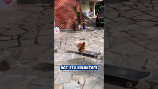 Курица Набирает Миллионы Просмотров В Tiktok 🐔