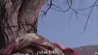 Dengbej Kurmanc Ez Rebenim