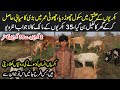 Young Goat Farmer | Desi Goat Farming Tips in Urdu | Goat Farming in Punjab | How to Start Goat Farm