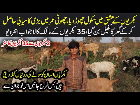 Young Goat Farmer | Desi Goat Farming Tips in Urdu | Goat Farming in Punjab | How to Start Goat Farm