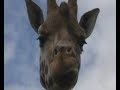 Belfast Zoo 75th anniversary - video 1