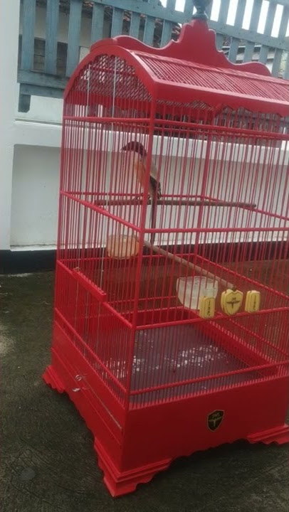cendet speed tembakan cigun
