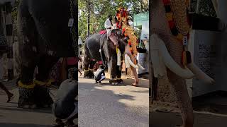 പാപ്പാൻ തളർന്നു ഇനി വയ്യ ...?#shorts #viral #trending #youtubeshorts  #viralvideo #elephant