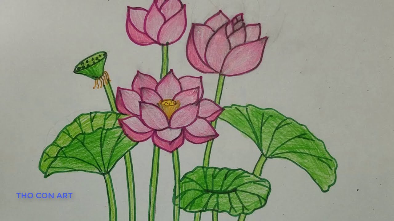 Cách Vẽ Hoa Sen Đơn Giản Nhất L How To Draw Lotus Flower Step By Step -  Youtube