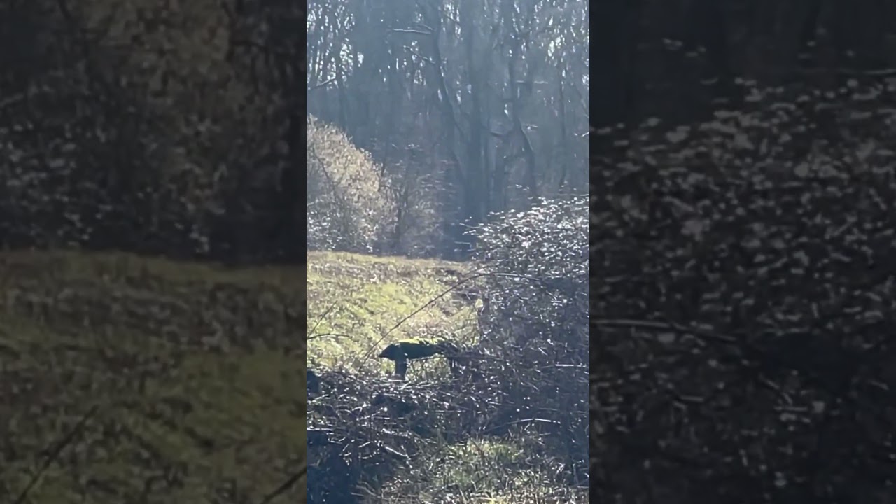 Barking deer gives his position away! 