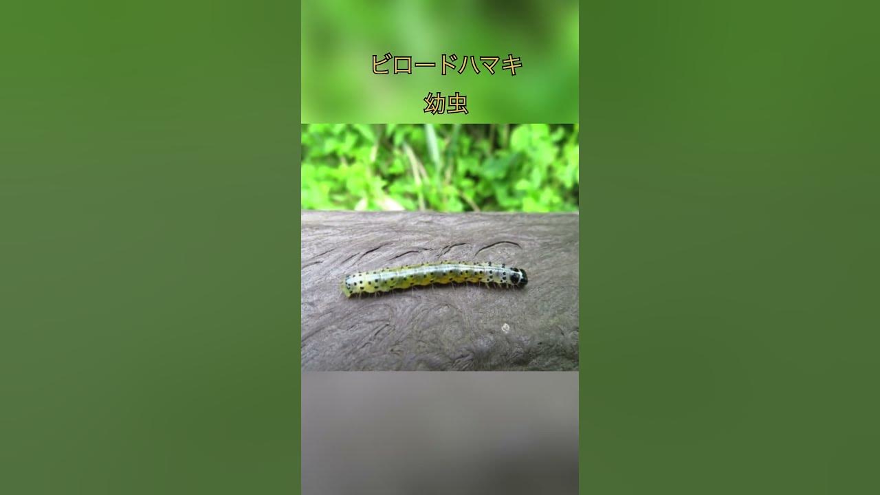 植木屋クイズ　葉の様子がおかしいけど、これ何？（字幕対応）