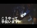 獣医さんによる牛のお産介助：陣痛微弱 Veterinarian giving birth assistance to wagyu : Labor pain