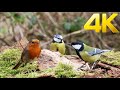 Catflix 8h   winter birds spectacular   cat tv for cats to watch  4k