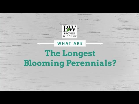 What are the Longest Blooming Perennials?