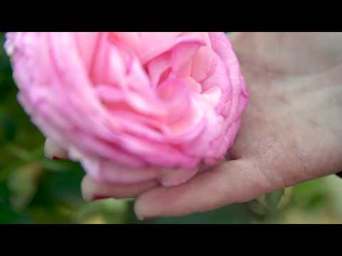 Vídeo: Plantar Clematis Em Terreno Aberto Na Primavera: Instruções Com Uma Foto