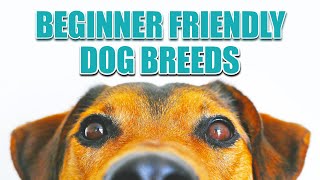 7 Best DOG BREEDS For BEGINNERS