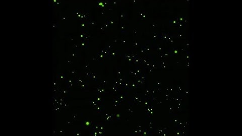 ➞ Hiệu Ứng Tuyết Rơi 7 Màu 1:1 Nền Đen Ghép Video | Hiệu Ứng Video #11