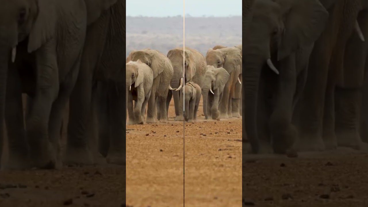 My VideoWild Wonders," "Nature's Symphony," "Animal Adventures