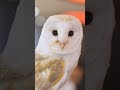 🦉 Festival of Owls Week 2024