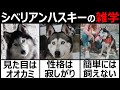 【シベリアンハスキー】オオカミのような犬シベリアンハスキー