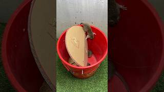 Best home mouse trap/best mouse trap 2023 #rattrap #rat #mouse #mousetrap