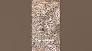 King Snake Vs Rattlesnake #shorts