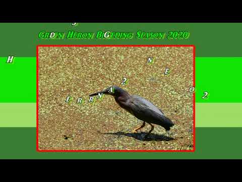 Video: Royal Heron: foto, deskripsi