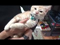 生後４ヶ月の子猫が初めて首輪をしたら、見えない敵と戦っていました。